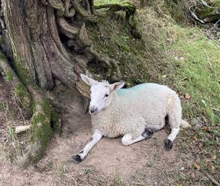 Small Group Tours Ireland