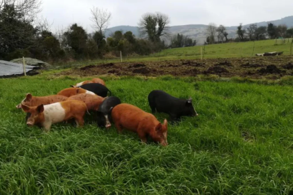 Cloncannon Biofarm