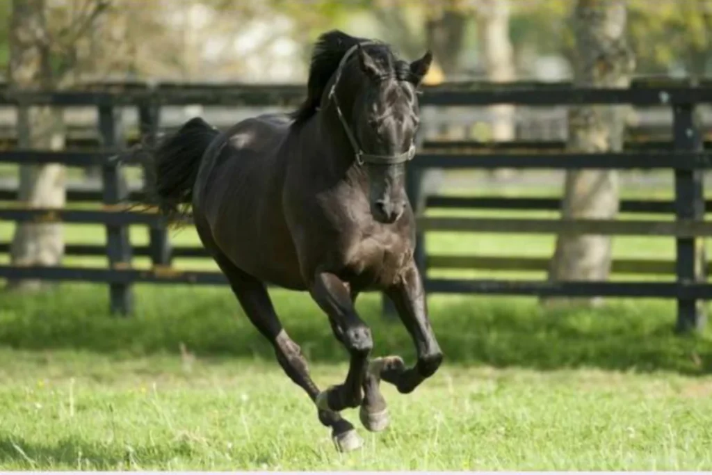 Stallion galloping