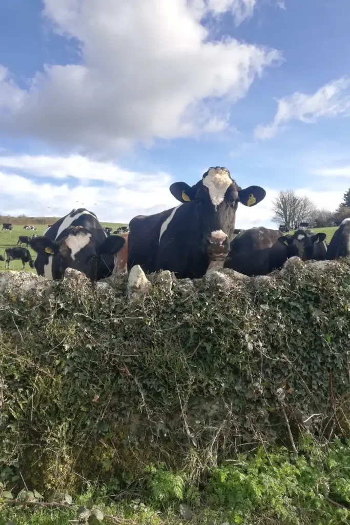 Cattle
