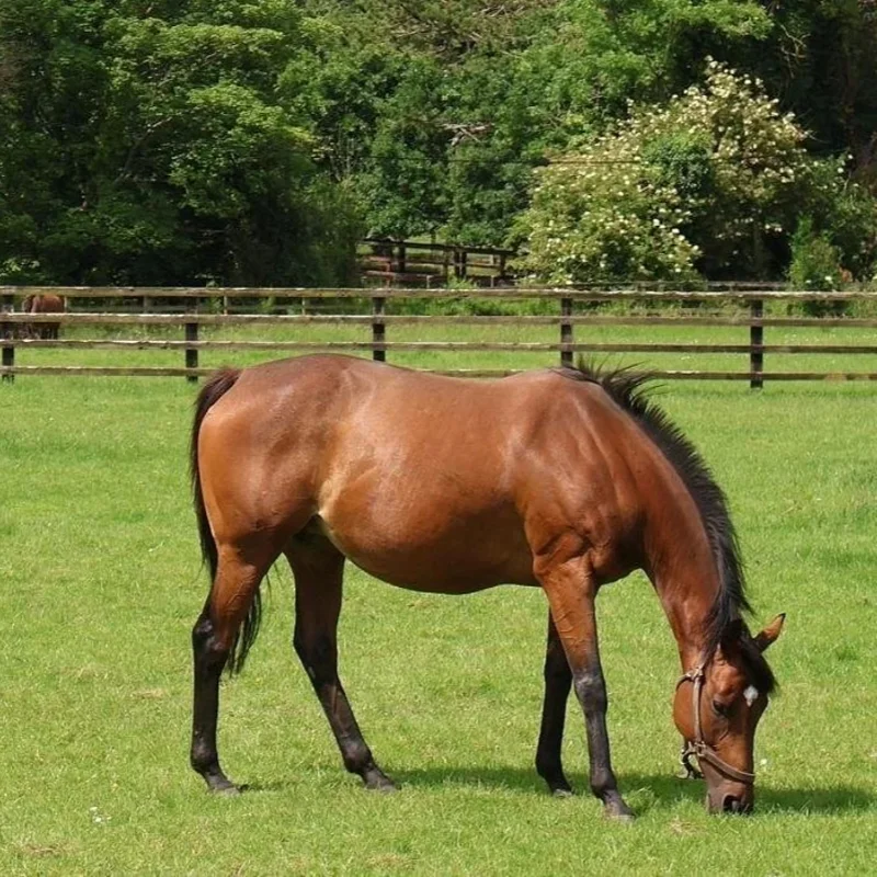 Irish National Stud